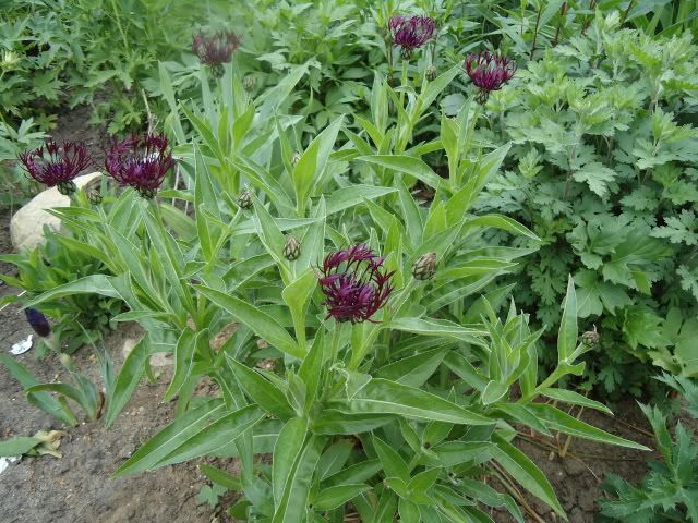 Centaurea Jordy